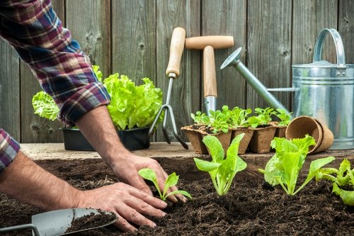 The image shows a gardener planting young leafy green vegetables into dark, rich soil in a garden bed enclosed by a weathered wooden fence. The gardener's hands are actively placing the plants into the soil, with some gardening tools such as a trowel and small watering can visible nearby. In the background, there are additional gardening accessories including a green water spray, a wooden-handled fork, and a raised flower bed with green foliage, indicating a well-organised outdoor space dedicated to vegetable cultivation. The garden area features a combination of freshly prepared soil, healthy green plants, and natural wooden elements, suggesting careful maintenance and organic gardening practices typical of a residential garden in Hampstead Heath. The scene is captured in natural daylight, highlighting the vibrant green tones of the young plants and the earthy textures of the soil, exemplifying the outdoor environment services offered by Landscapers Hampstead Heath, with a focus on vegetable gardening and outdoor plant care in the local Hampstead Heath area.