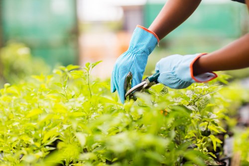 A close-up view of a person wearing blue gardening gloves using pruning shears to trim lush green plants in a well-maintained outdoor garden. The garden features healthy, dense foliage with a variety of leafy shrubs and small bushes, arranged in neat borders along the edge of paving stones and soil beds. In the background, blurred garden elements and soft natural light suggest a bright, overcast day, typical of outdoor maintenance in Hampstead Heath. The scene reflects careful garden care, with well-kept plant boundaries and tidy growth, indicative of professional gardening services by Landscapers Hampstead Heath. The vibrant green colours and organized layout highlight an inviting outdoor space suitable for further landscaping or lawn care improvements, seamlessly connecting to local gardening expertise and outdoor maintenance known within the area.