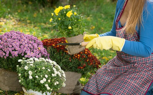 A person wearing yellow gardening gloves and a red and blue checked apron is tending to potted chrysanthemums in a garden. The garden features a neatly maintained lawn with lush green grass in the foreground, surrounded by a variety of flowering plants, including bright yellow, pink, and white blooms. In the background, there are trees and shrubbery, indicating an outdoor landscaped space typical of a Hampstead Heath garden. The individual is carefully adjusting or watering the chrysanthemums, with natural sunlight illuminating the scene, highlighting the vibrant colours and healthy foliage. This setting exemplifies a well-kept outdoor area suitable for gardening and landscaping services offered by Landscapers Hampstead Heath, who specialise in maintaining and improving gardens in the local area.