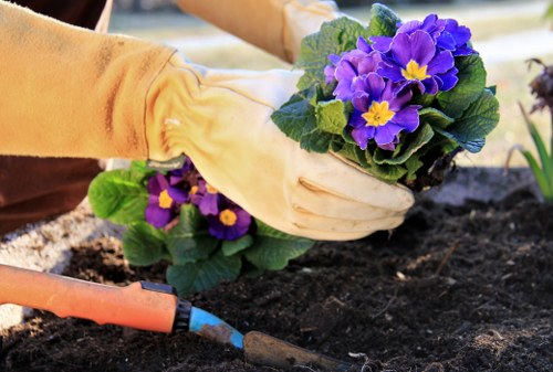 A gardener wearing yellow gardening gloves tends to a flower bed in an outdoor garden space, planting or tending to vibrant purple and yellow flowering plants. The soil appears dark and well-prepared, with a small gardening trowel lying nearby, indicating ongoing planting or maintenance work. In the background, there is a neatly defined garden bed bordered by soil, with additional green foliage visible. The scene suggests a well-maintained, landscaped area likely part of a residential garden or public green space in Hampstead Heath, providing a natural setting for outdoor gardening activities. The weather appears clear, with good natural light highlighting the vivid colours of the flowers and lush green leaves, supporting professional gardening and landscaping services such as those offered by Landscapers Hampstead Heath, helping clients enhance their outdoor spaces in the local area.