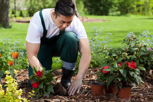 A gardener planting vibrant red poinsettia plants in a well-maintained garden bed with a backdrop of lush green grass and trees. The gardener is dressed in casual gardening attire, including a white t-shirt, dark pants, and rubber boots, kneeling on a layer of mulch while carefully placing the plants into the soil. Surrounding the work area are small potted poinsettias and other flowering plants, with a neatly kept lawn and mature trees providing shade in the background. The scene captures a bright, pleasant day, ideal for outdoor gardening, reflecting professional landscaping and lawn care services available in Hampstead Heath.