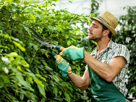 A man wearing a straw hat, green gardening gloves, and a checkered shirt is using hedge shears to trim dense green foliage in a well-maintained garden. The garden features a lush, evenly cut lawn in the foreground, bordered by a neat hedge and various shrubs along the perimeter. Behind the shrubs, tall trees with leafy branches provide shade and natural background. The paved patio area with light-colored paving stones is visible beside the garden, suggesting a landscaped outdoor space typical of Hampstead Heath gardens. The scene is set in daylight with a bright, partly cloudy sky, highlighting the natural colours of the greenery and the man's clothing. This image exemplifies horticultural care and pruning often handled by professional gardening services such as Landscapers Hampstead Heath, supporting outdoor maintenance and landscape enhancement efforts in the local area.