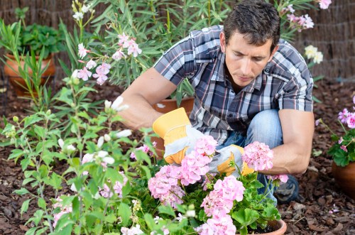 A man wearing a checked shirt and jeans is tending to a flower bed in a garden, using gardening gloves and a small trowel to carefully plant or prune pink and white flowering plants. The garden features a lush arrangement of various plants, including tall green foliage and blooming flowers, with some potted plants visible in the background. The ground is covered with dark, rich soil and mulch, and the garden appears well-maintained with a natural and vibrant outdoor environment, typical of a landscaped backyard or front garden in Hampstead Heath. The scene is set during daylight with soft, natural lighting, emphasizing the healthy, colorful bloom of the flowers and the fresh, cultivated soil, reflecting professional gardening and landscaping maintenance by Landscapers Hampstead Heath.